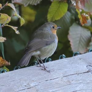 European Robin