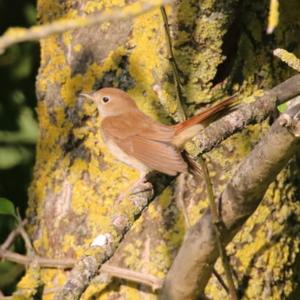 Common Nightingale