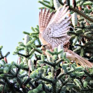 Common Kestrel