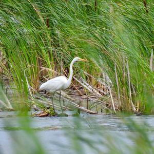 Great Egret