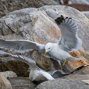 Herring Gull