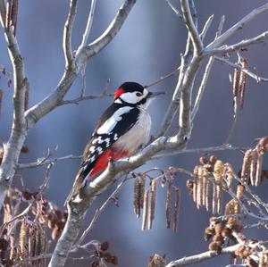 Great Spotted Woodpecker