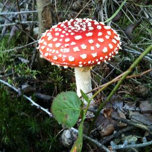 Fly Agaric