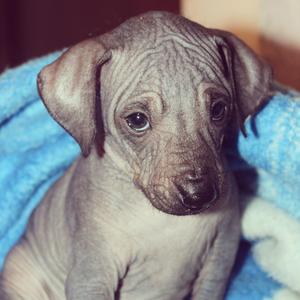 Xoloitzcuintli