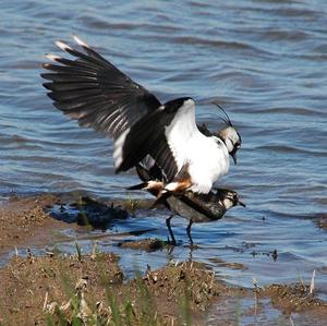 Northern Lapwing