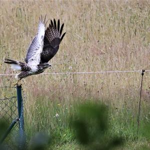 Common Buzzard