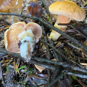 Hedgehog Fungus, Common