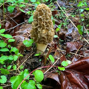 Yellow Morel