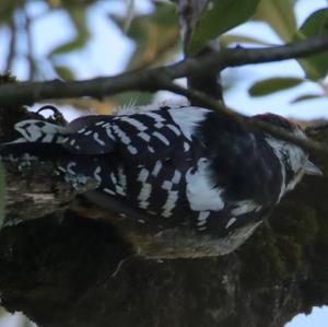 Lesser Spotted Woodpecker