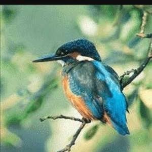 Common Kingfisher