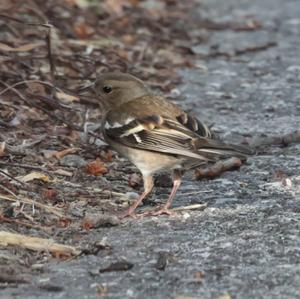 Eurasian Chaffinch