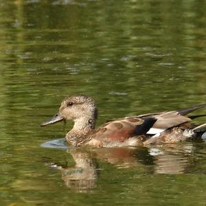 Gadwall