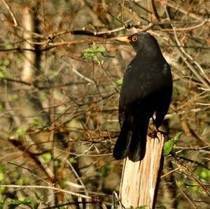 Eurasian Blackbird