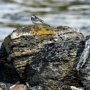 White Wagtail