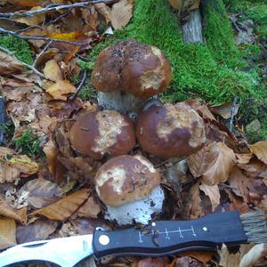 King Bolete