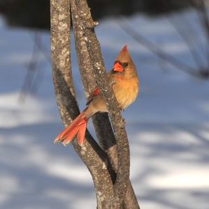 Northern Cardinal