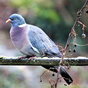 Common Wood-pigeon