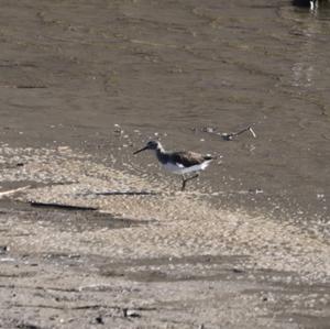 Green Sandpiper