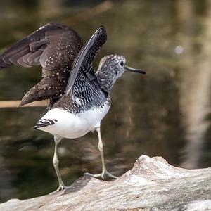 Waldwasserläufer