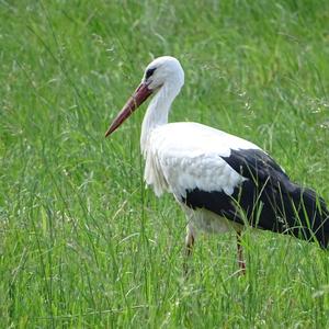 White Stork