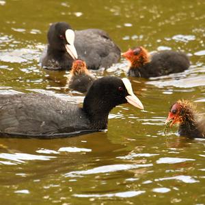 Common Coot