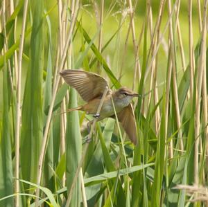 Great Reed-warbler