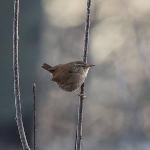 Winter Wren