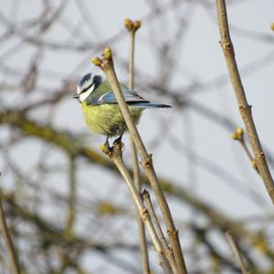 Blue Tit