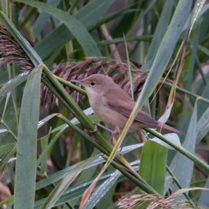 Eurasian Reed-warbler