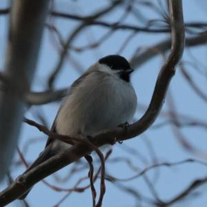 Marsh Tit