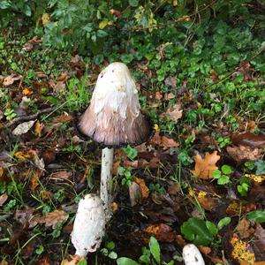 Shaggy Mane