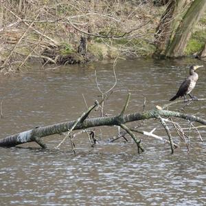 Great Cormorant