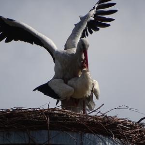 White Stork