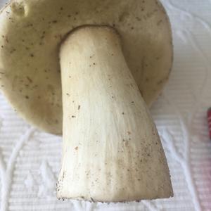 King Bolete