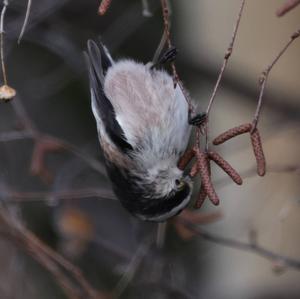 Long-tailed Tit