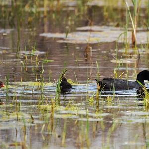 Common Coot