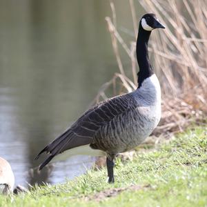 Canada Goose