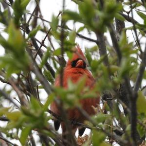 Northern Cardinal