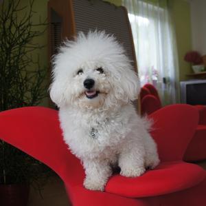 Bichon Frise