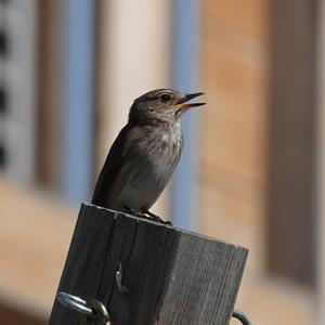 Spotted Flycatcher