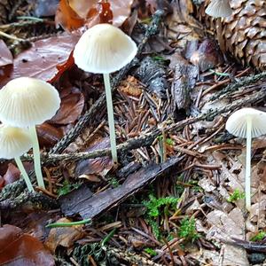 Yellow-stalked Mycena