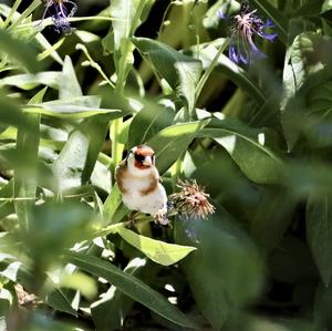 European Goldfinch