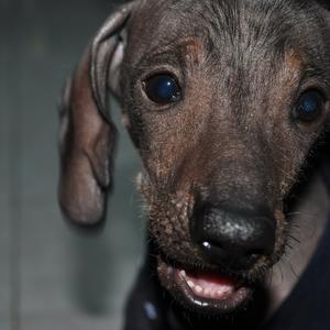 Xoloitzcuintli