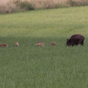 Wildschwein