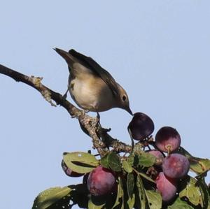 Garden Warbler