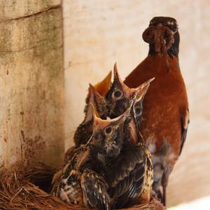 American Robin