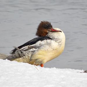 Common Merganser