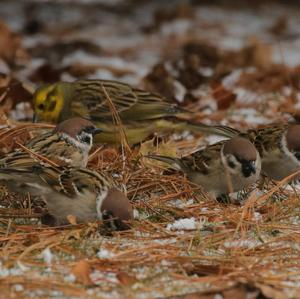 Eurasian Tree Sparrow