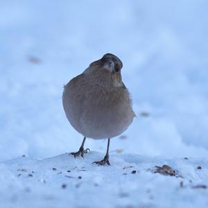 Eurasian Chaffinch