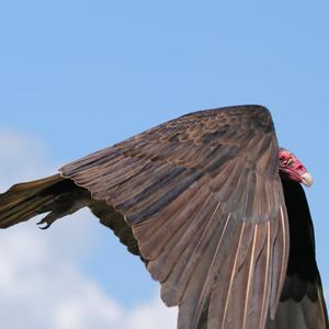 Turkey Vulture